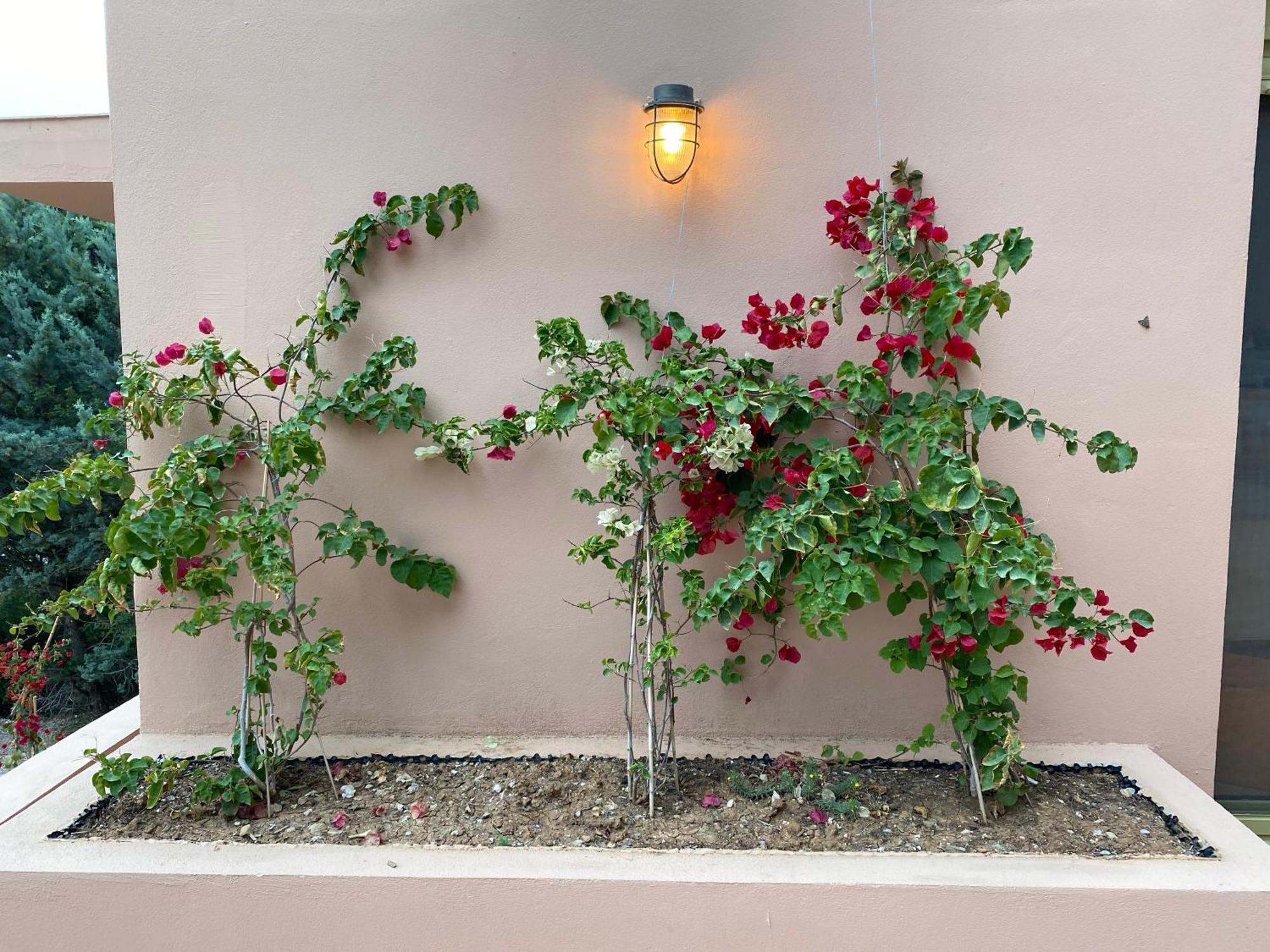Askalosia Villa Agios Georgios  Exterior photo